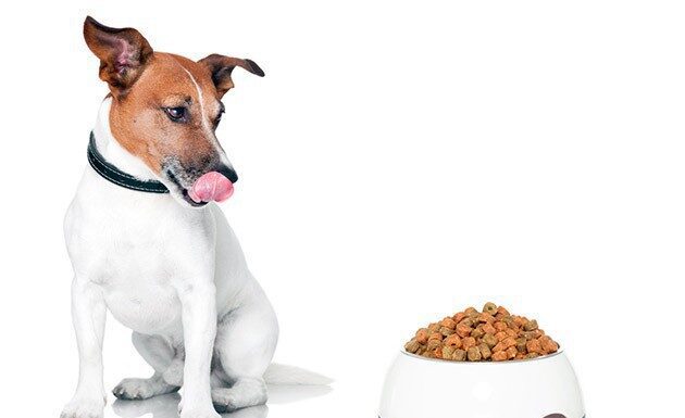 Что важно знать при выборе корма для собак с чувствительным пищеварением