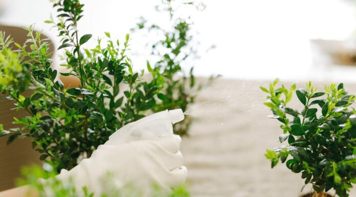 Зелень в горшочках: как выращивать и ухаживать